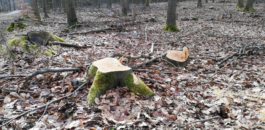 Przygnębiający obraz Puszczy Bukowej. Setki powycinanych drzew. ZDJĘCIA