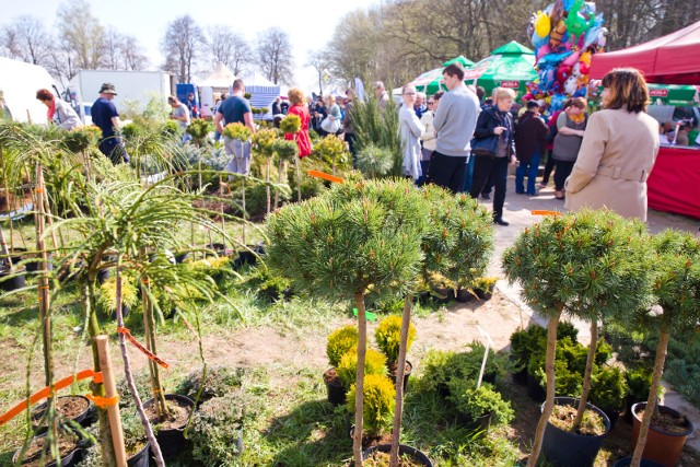 Niezmiennie dużym zainteresowaniem wśród osób odwiedzających Wiosenne Targi Ogrodnicze w Szepietowie cieszyły się drzewka i krzewy  szczepione oraz formowane – tzw. na nóżkach