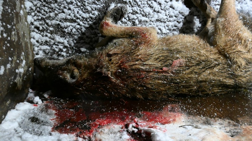 Wilk zastrzelony w okolicach Olchowca (Nadleśnictwo Dukla) w...