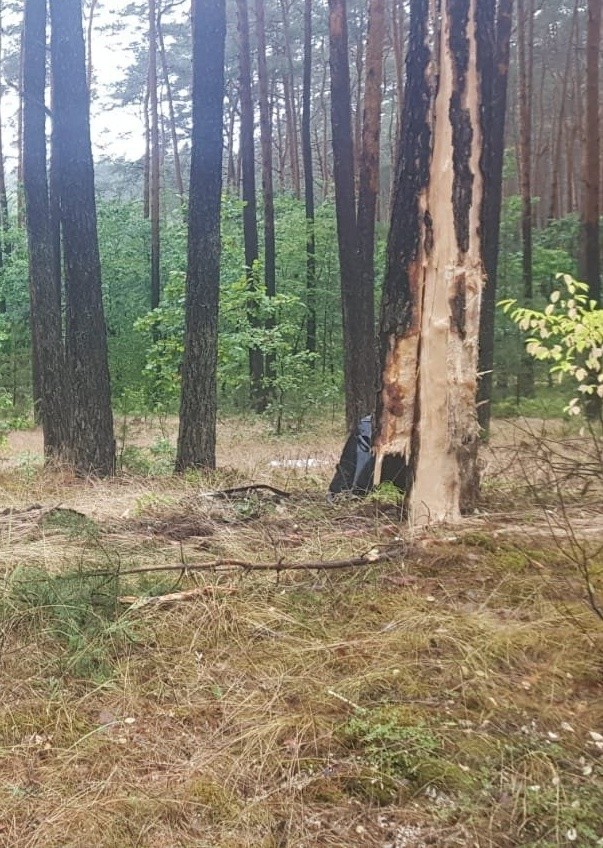 Wypadek na ulicy Bojanowskiej w Stalowej Woli. Seat uderzył w drzewa, kierująca nim kobieta została zakleszczona w aucie [ZDJĘCIA]