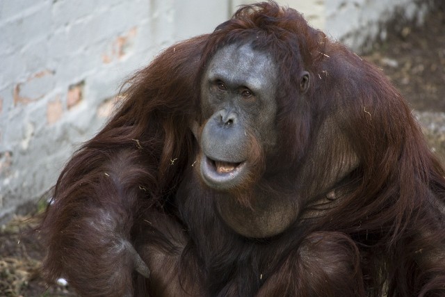 19 sierpnia obchodzony jest Międzynarodowy Dzień Orangutana.