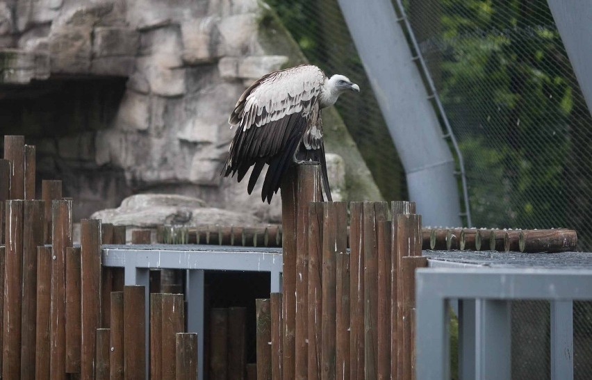 Po ataku sępa w łódzkim zoo - wstęp do ptaków wzbroniony