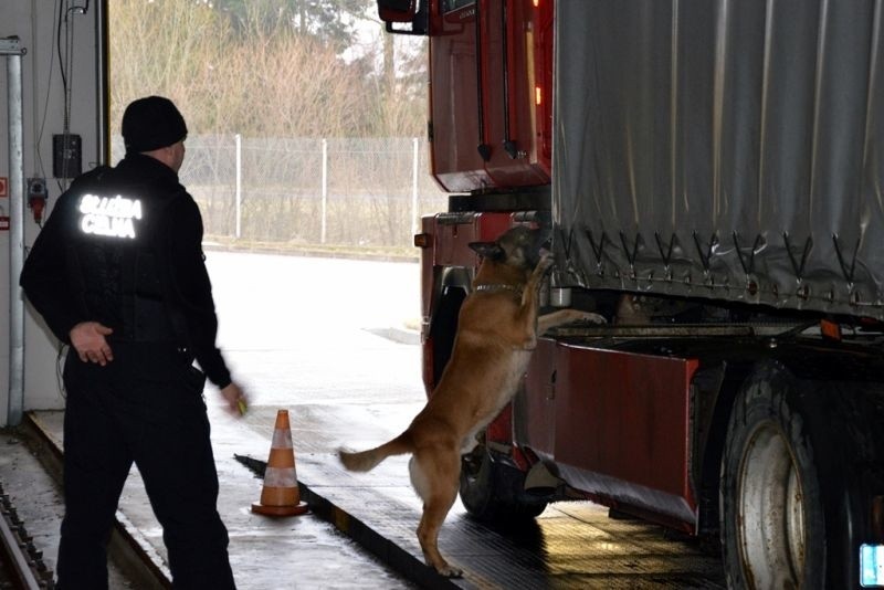 Owczarek belgijski Gotam od razu wyczuł kontrabandę....