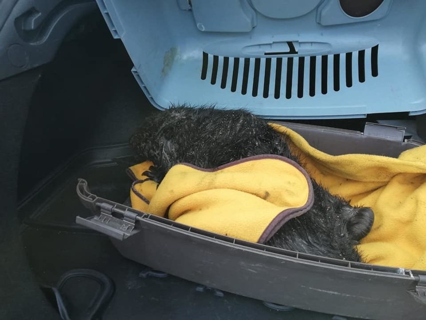 Strażnicy miejscy w Inowrocławiu po sygnale od mieszkańca uratowali rannego bobra [zdjęcia]