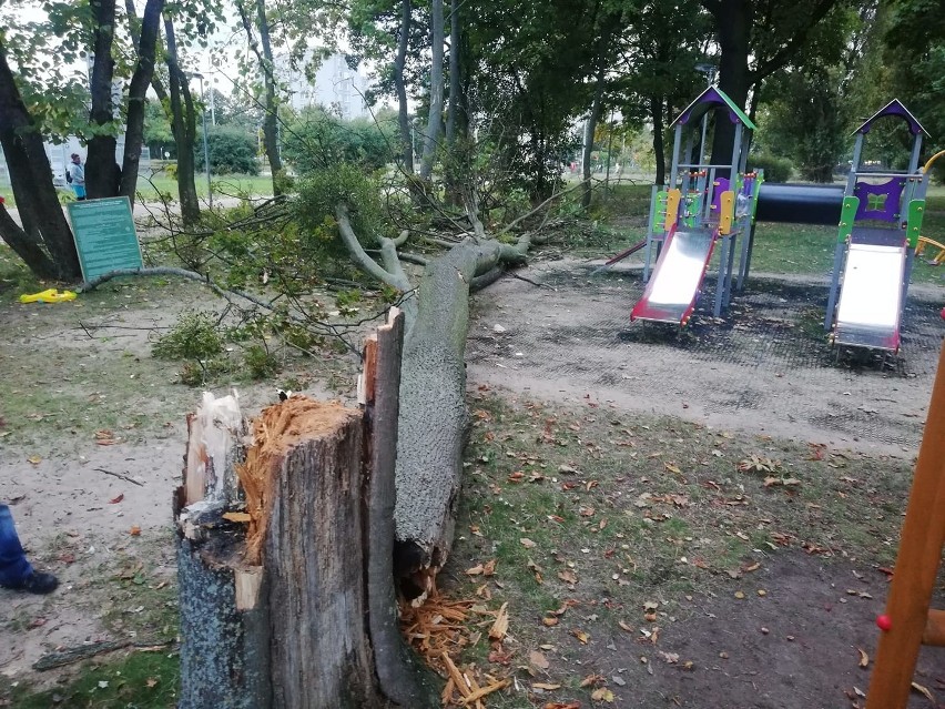 Silny wiatr w Trójmieście 14.10.2020. Powalone drzewa, uszkodzona trakcja tramwajowa, utrudnienia drogowe