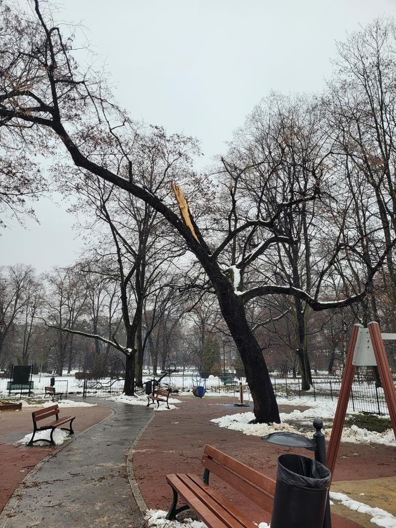 Kraków. Ciężki śnieg sieje spustoszenie wśród drzew w parkach