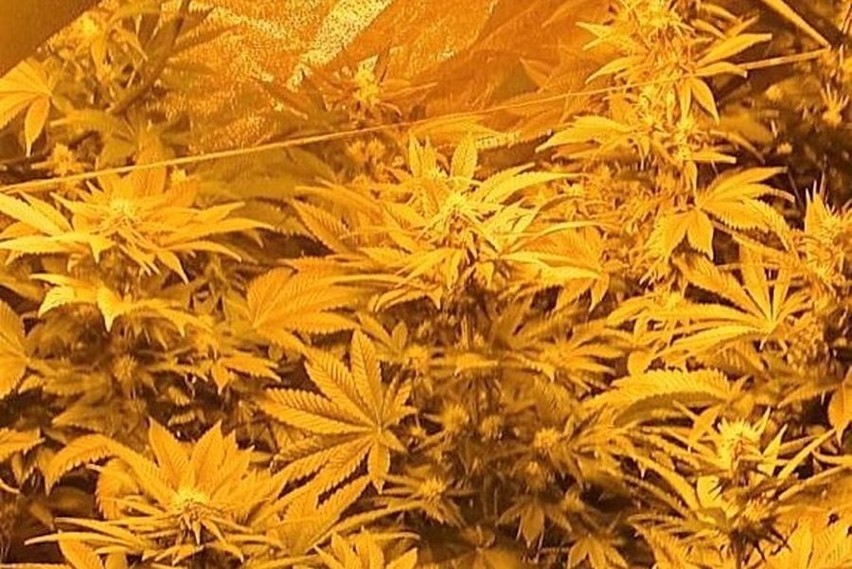 Plantacja marihuany w powiecie ostrołęckim. Policja znalazła ponad 2 kg narkotyków i 78 krzaków konopi indyjskich. 16.03.2023. Zdjęcia