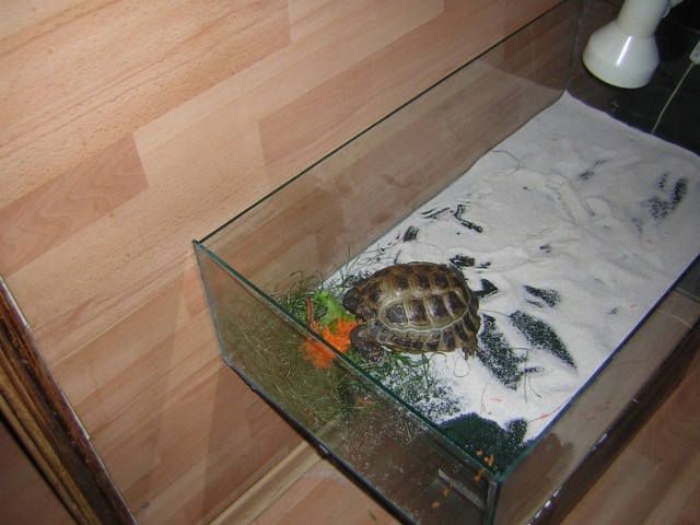 Żółwica Helga znaleziona na Retkini