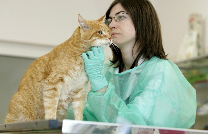 Koty i psy można ubezpieczyć na wypadek choroby.
