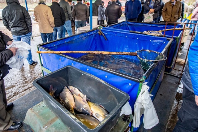 W Poznaniu nie będzie można już kupić żywych ryb na miejskich targowiskach. Taką decyzję podjęła Miejska spółka „Targowiska”, która wydała zarządzenie pod koniec roku. Zakaz ten nie dotyczy prywatnych właścicieli targowisk, którzy nadal mogą to robić.