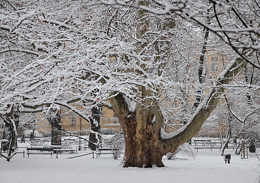Sypnęło śniegiem w Krakowie [NOWE ZDJĘCIA]