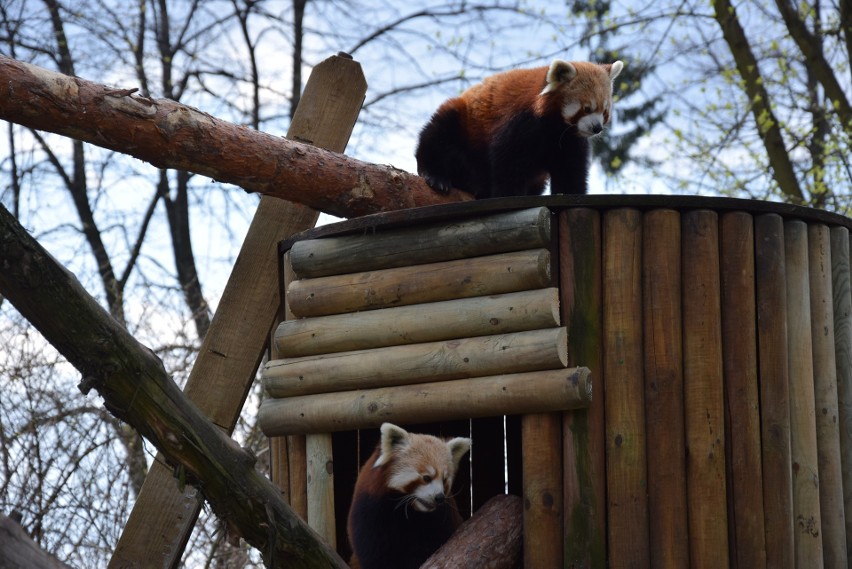 Pandy rude ze śląskiego zoo