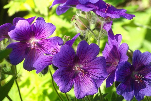 Bodziszki to kwiaty, które urosną w prawie każdym ogrodzie i niemal nie wymagają pielęgnacji.