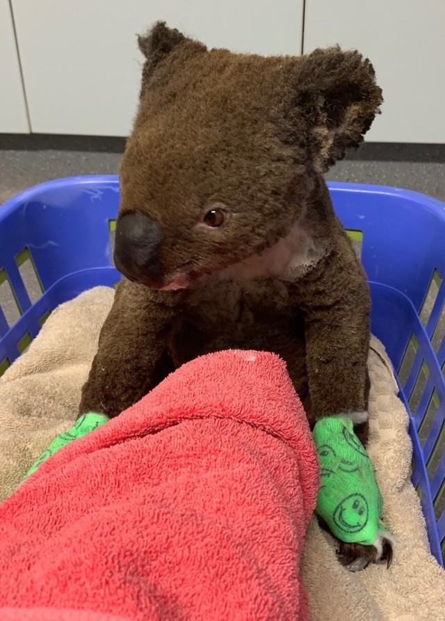 To Paul, koala adoptowana przez uczniów z Pielgrzymowic. Został poparzony w listopadzie i przebywa w szpitalu w Port Macquarie. Miał poparzone łapy i ok. 90 proc. ciała.