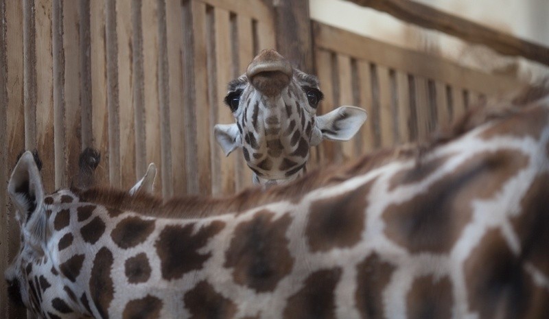 Nowa żyrafa w łódzkim zoo i wybieg a la Australia