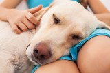 Psy, które kochają najbardziej – 10 ras słynących z dobrego charakteru i wykorzystywanych w dogoterapii