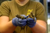 Chorzów. Przedwiosenny baby boom w Śląskim Ogrodzie Zoologicznym! Wykluły się żółwie, legwany i gekony