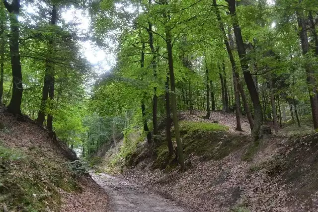 Ścieżki, jakimi przyjdzie nam poruszać się w rezerwacie, dzięki wszechobecnym wąwozom często przypominają nam te z górskich szlaków. Wideo z wizyty w tym miejscu znajdziesz na: www.gazetalubuska.pl/wideo