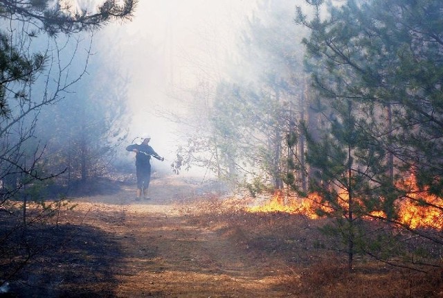 Często przy wypalaniu traw ogień przenosi się na pobliski las.
