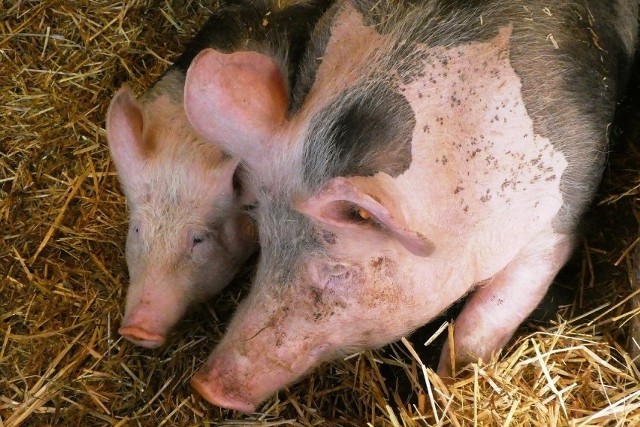 Główny Lekarz Weterynarii wydał wytyczne związane z zapobieganiem kanibalizmu u świń