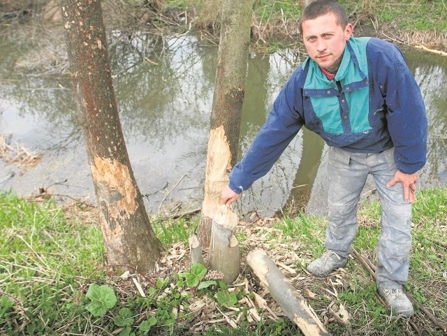 Bobry potrafią podciąć każde drzewo - mówi Piotr Mróz. - Zniszczyły już prawie wszystkie rosnące wokół stawów, więc szukając pożywienia wchodzą na posesje. Trudno się przed nimi uchronić