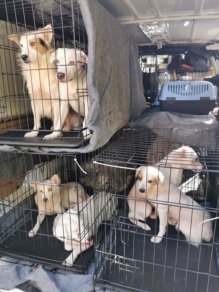 Akcja odebrania zwierząt w Chojnie: psy zjadały się nawzajem [DRASTYCZNE ZDJĘCIA] 