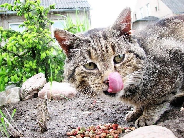 Wolontariusze dbają, by koty miały co jeść 