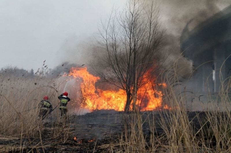 Prawie 700 pożarów traw we Wrocławiu i okolicy. Celowe podpalenia i nieumyślne zaprószenia (ZDJĘCIA)