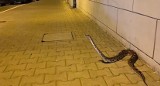 1,5-metrowy pyton zauważony w nocy na ulicach Poznania