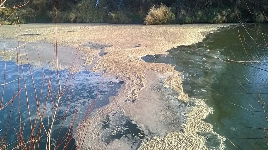 Biała Tarnowska znowu zanieczyszczona. Inspektorzy z WIOS-iu pobrali próbki wody z rzeki do badań, gmina też prowadzi badania