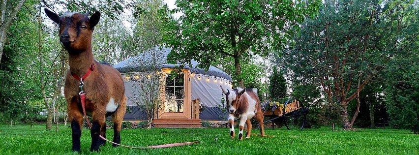 Coraz większą popularność zyskuje w Polsce glamping, czyli...