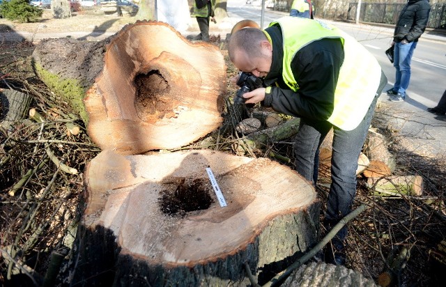 - To barbarzyństwo! - denerwuje się pan Jan na widok wycinki lipy i dębu. - Robię to ze względów bezpieczeństwa - broni się pan Edward.O wycince dowiedzieliśmy się w środę (1 marca) od pana Jana z ul. Kukułczej w Zielonej Górze (dane do wiadomości redakcji). Nasz Czytelnik po godzinie 8 jechał autobusem na działkę i spostrzegł, że przy posesji przy ul. Jędrzychowskiej pracują pilarze. Docieramy na miejsce, rosnąca przy ulicy okazała lipa jest już wycięta. Widać, że w środku spróchniała. Przy pniakach spotykamy... policjantów. Aspirant Paweł Klementowicz mówi nam, że pojawili się tu po sygnale od dyżurnego, który odebrał telefon od osoby zaniepokojonej działaniami pilarzy. - Mam udokumentować stan faktyczny. Zmierzyć, sfotografować - wyjaśnia policjant. Zebrane materiały przekaże kolegom z dochodzeniówki. Tymczasem pilarze ostro pracują już przy wycince potężnego dębu z tyłu poniemieckiego domu, który ma grubo ponad 100 lat. W oczy rzucają się stare okiennice z wyciętym serduszkiem... Pojawia się Edward Nowak, właściciel posesji, który mieszka tu od 1960 roku. Zgadza się na rozmowę. - Robię to ze względów bezpieczeństwa - podkreśla. - Dlaczego? W latach 70. jedna gałąź z tego dębu poleciała na dom i zawalone pół dachu. Żadnego odszkodowania rodzice nie dostali, bo nie było huraganu czy burzy. Więcej przeczytasz w czwartek (2 marca) w papierowym wydaniu Gazety Lubuskiej oraz w serwisie http://plus.gazetalubuska.pl/wiadomosci/a/padla-lipa-padl-dab,11841117