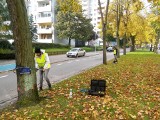 W Kołobrzegu badają drzewa tomografem