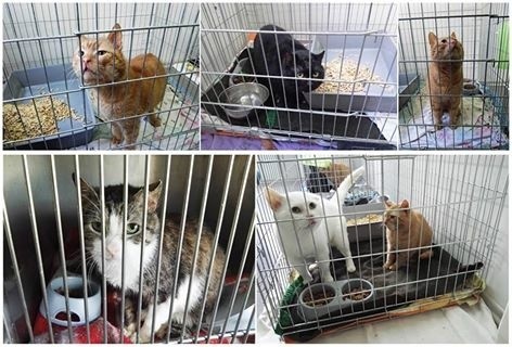 TOZ uratował koty i psy. Zwierzęta czekają na nowy dom
