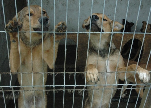 Warunki, w jakich mieszkają psy obok Famaby nie należą do najlepszych. Ostatnio jeden z pisaków Pulpet (z lewej) został zagryziony.