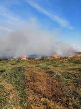 Pali się łąka torfowa koło Zaleskich w gminie Ustka