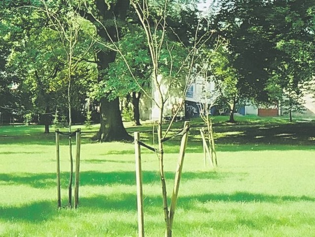 Młode drzewka w parku Sowińskiego raczej się nie przyjęły.