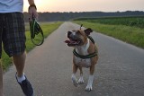 Amstaff pogryzł 2,5-letnią dziewczynkę. Właściciel skazany