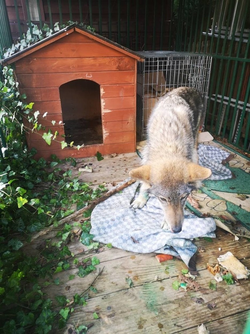 Potrącony wilk uratowany przez weterynarza z Bytowa żyje. Leczony będzie w ośrodku rehabilitacyjnym dla dzikich zwierząt