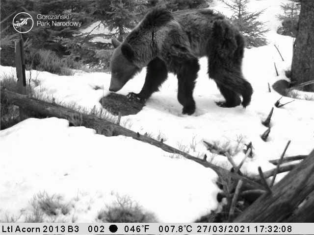 Zdjęcia niedźwiedzia z terenu Gorczańskiego Parku Narodowego...