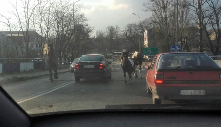 Konie biegały po centrum Tarnowskich Gór