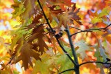 Złota polska jesień. Liście mogą być żółte, pomarańczowe i czerwone - o czym informuje nas kolor liści? Dlaczego spadają z drzew?