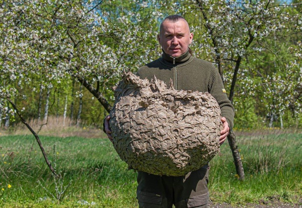 Gigantyczne gniazdo szerszeni w lesie na Dolnym Śląsku. Kokon ma prawie pół  metra | Gazeta Wrocławska