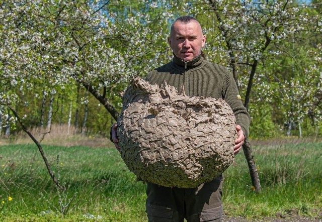 Takie gniazda potrafią osiągać pół metra. Możecie je znaleźć nie tylko w lesie.