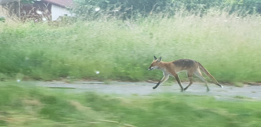 Dzikie zwierzęta w mieście. Na naszych ulicach coraz częściej można spotkać jeże, lisy, kuny ZDJĘCIA