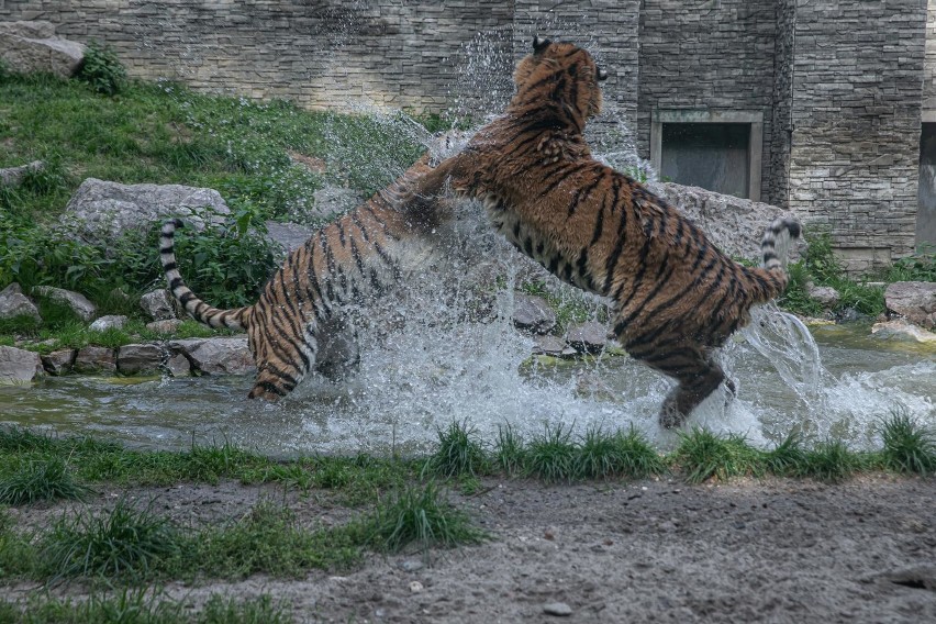 Wodne szaleństwa tygrysów. Mieszkańcy krakowskiego zoo wygrzewali się we wrześniowym słońcu. I mieli tłumy gości! [ZDJĘCIA]