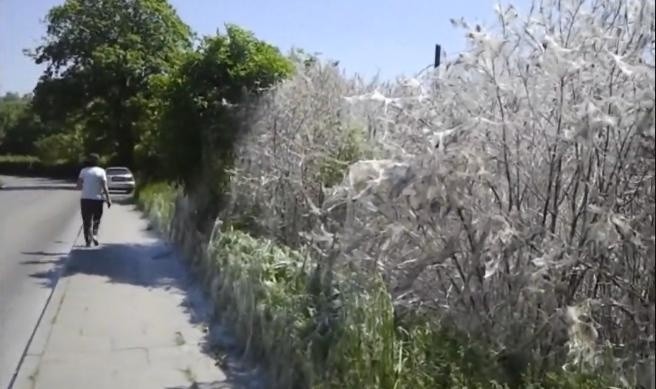 Atak larw, wieś zarasta pajęczyną