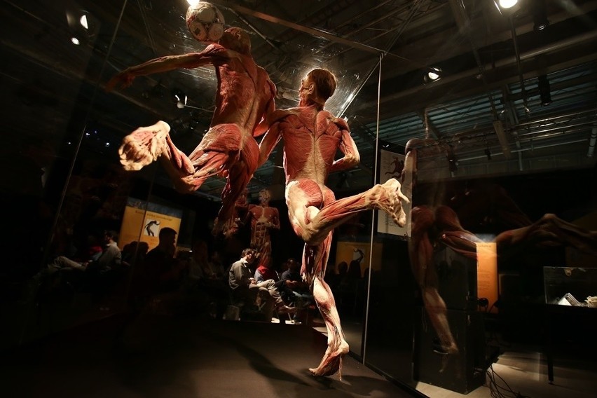 Body Worlds & The Cycle of Life będzie można oglądać we...