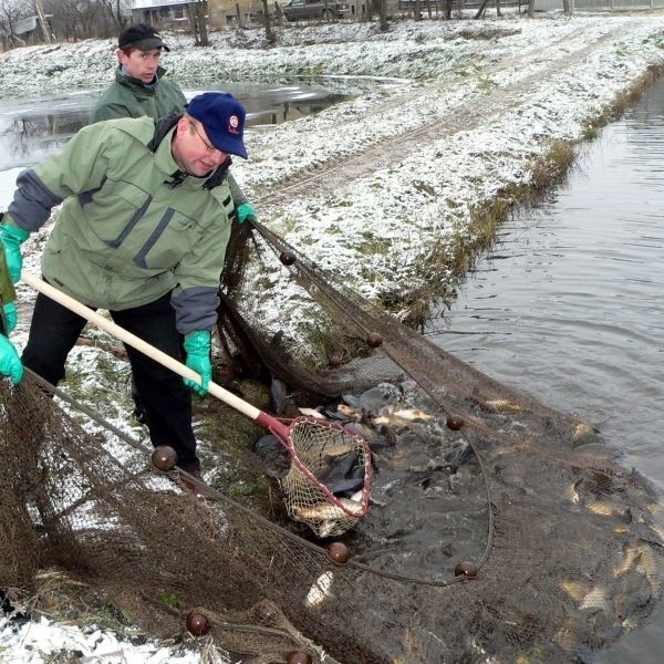 Połów karpi w gospodarstwie rybackim w Antoniówce.