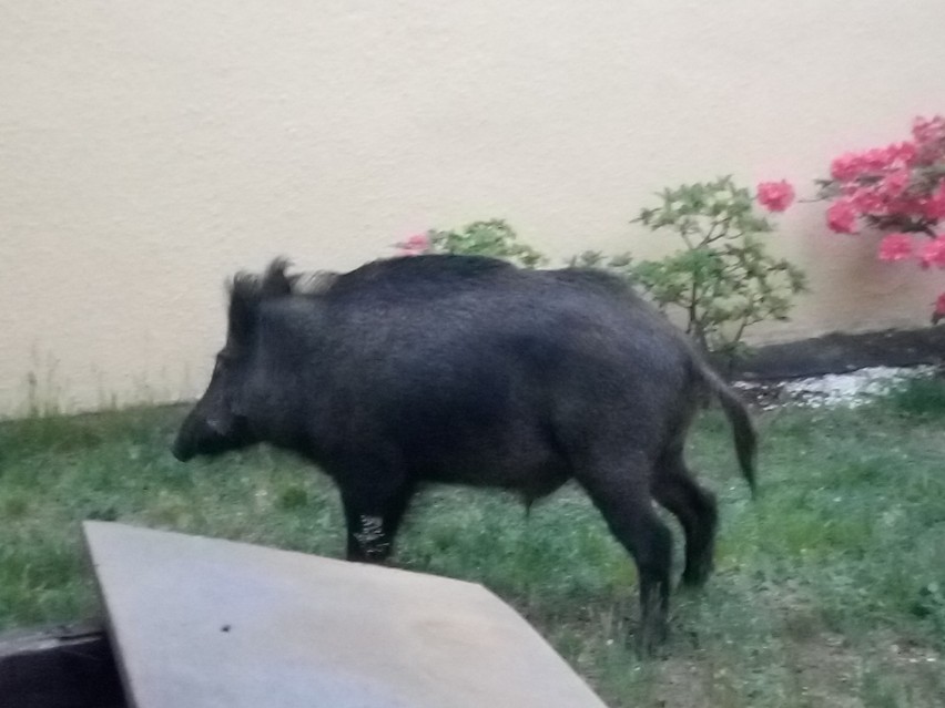 Zwierzęta można spotkać we wszystkich częściach miasta.